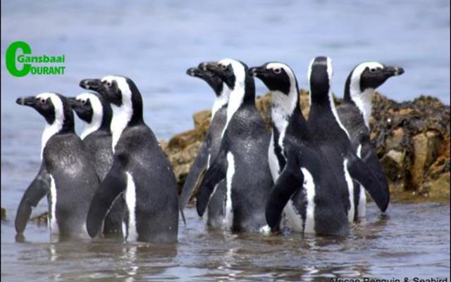 Die 8 Afrika pikkewyne wat deur die African Penguin & Seabird Sanctuary by die Kleinbaai getypoel vrygelaat is en ietwat verward rondgestaan het voordat hulle rigting gekry het.