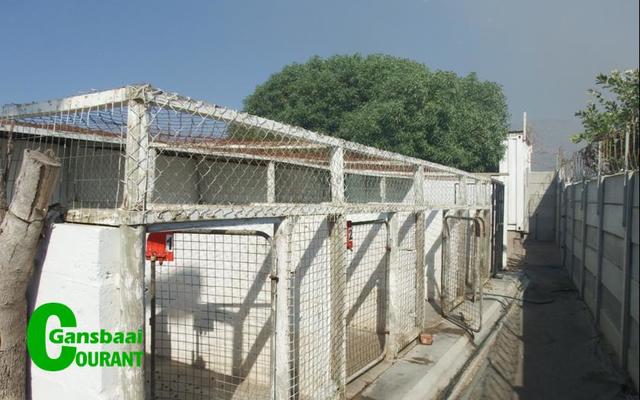 BARC se hondehokke staan verlate nadat die honde betyds tydens die veldbrande verwyder is, met digte rookwolke rondom die hokke. Foto’s behalwe anders gemeld : Hardus Botha