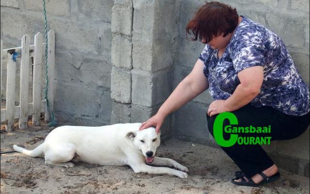 ‘n Erg getraumatiseerde “Cody”, was so verbouereerd, dat dit moeilik was om hom te vang.  Hy is heel laaste uit  BARC se hokke verwyder. Nols (voorbladfoto) en sy vrou Hannelie Jonas het tot Cody se redding gekom.