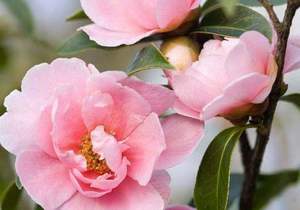 NG Gemeente Gansbaai Vrouediens