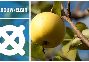 Grabouw & Elgin - Adventure in the Heart of Apple & Pear Country