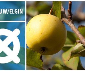 Grabouw & Elgin - Adventure in the Heart of Apple & Pear Country