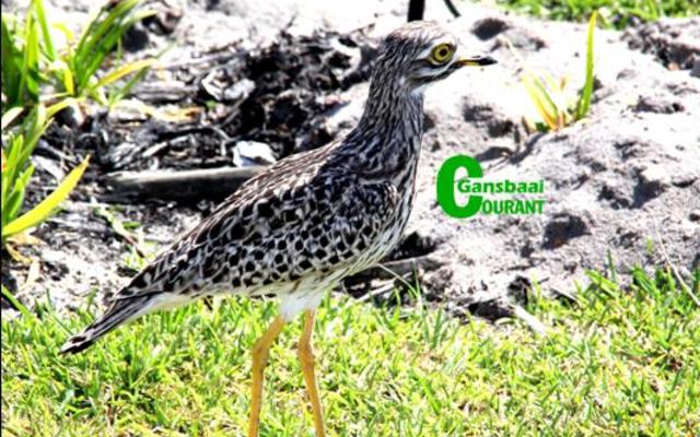 ‘n Trotse me Dikkoppie wat weet haar twee eiers in die parkeerarea van die Overstrandse Munisipale Hof is veilig nadat die area spesiaal vir haar afgebaken is.