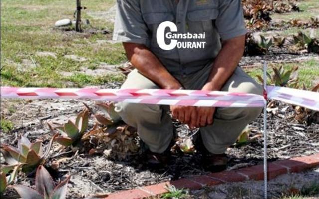 Dean Gardiner, Omgewingsbeampte, Overstrand munisipaliteit, sit hier in die parkeerarea van die Overstrandse Munisipale Hof by die dikkoppie en haar twee eiers (op die voorgrond), wat nou ‘n afgebakende area met verkeerslint is, sodat sy ongestoord haar eiers kan uitbroei.