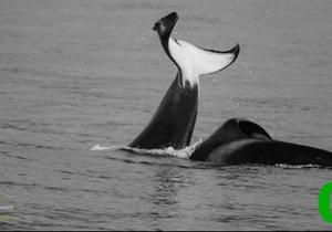 Orcas spotted at Joubert's Dam