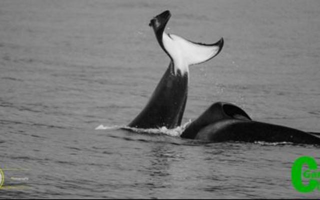Tourists were lucky to see two orcas last week between Kleinbaai harbor and Die Gruis.