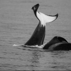 Tourists were lucky to see two orcas last week between Kleinbaai harbor and Die Gruis.