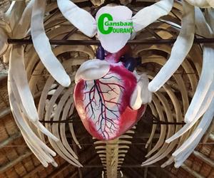 Suzie gets a brand new heart