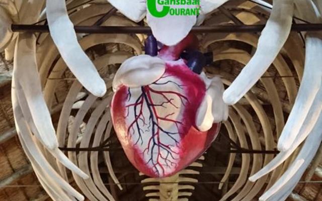  Lachlan Matthews, an artist, was employed by the Great White House to paint the vascular system on Suzie’s new heart which was created by the taxidermist, Piet Pretorius. 