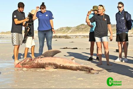 The team involved with the deceased great white shark (Carcharodon carcharias) found by Anton Barnard at Pearly Beach. Third from left is Kelly Baker, Marine Dynamics biologist and second from right Alison Towner, PhD Candidate, Dyer Island Conservation Trust.