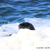 Cape Fur seals are known for their appreciation of the finer things in life. This particular seal understands the importance of a good bubble bath, especially after a long day of being fabulous.