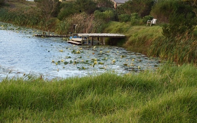 Jetty at the Arum Lily's dam