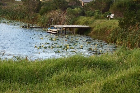 Jetty at the Arum Lily's dam