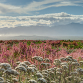 Cape Floral Kingdom - Grootbos Private Nature Reserve