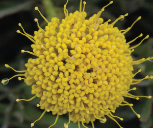 Peculiar Pollinators