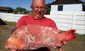 Rooi Roman hap sardyn