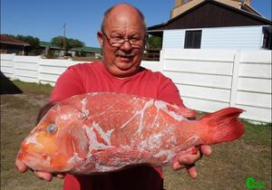 Rooi Roman hap sardyn