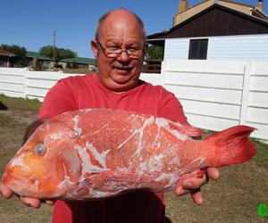 Rooi Roman hap sardyn