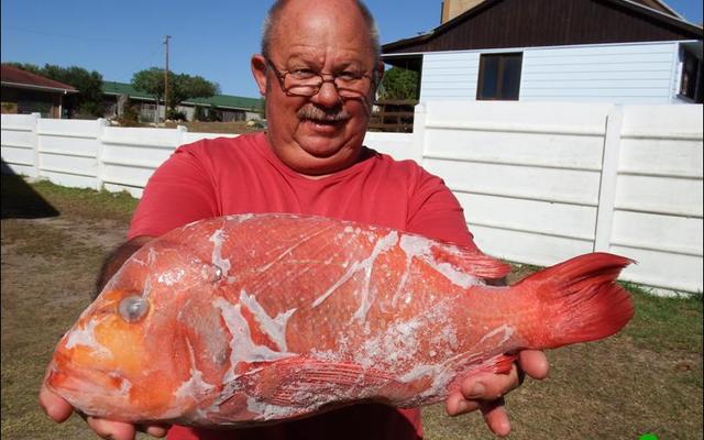 Hierdie mooi rooi roman wat die skaal op 2.5kg getrek het, is verlede Vrydag vanaf die boot ‘Geelstert’ voor die Dangerpoint vuurtoring ingekatrol.  Die trotse hengelaar, Thys Fourie van Franskraal het sardyn as aas gebruik.  Sy bootmaat was Frans de Wet.