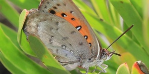 Almeida Copper