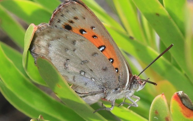 Almeida Copper