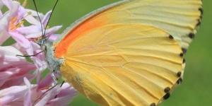 Common dotted border