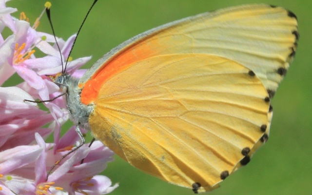 Common dotted border