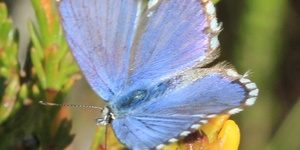 Fynbos blue