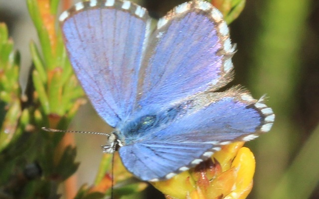 Fynbos blue