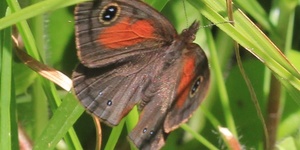 Rainforest brown