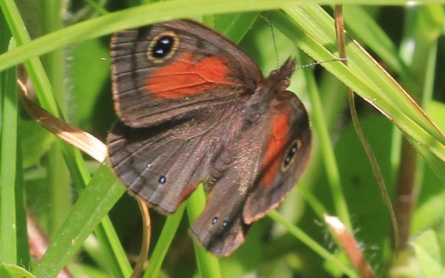 Rainforest brown