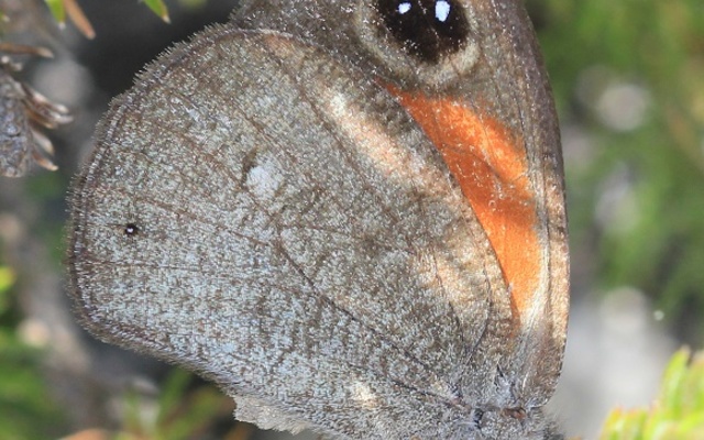 Western hillside brown
