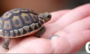 Siek skilpad verdwyn uit erf  - R1000 beloning -