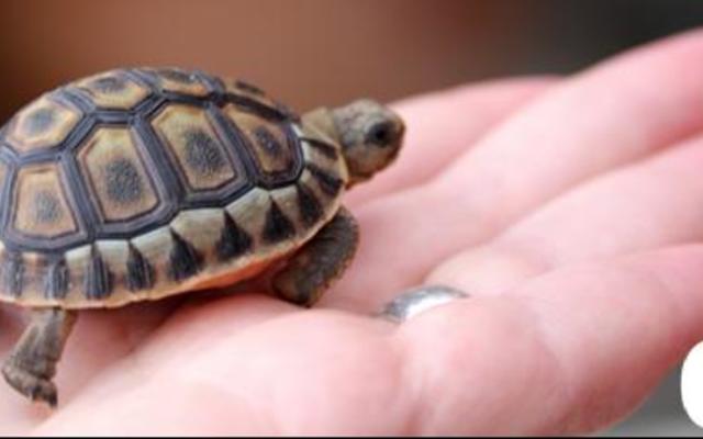 Hierdie rooipensie (Chersina Angulata) is twee jaar oud en verskil van die bergskilpad wat heelwat groter is en 'n room- na geelkleurige pens het.