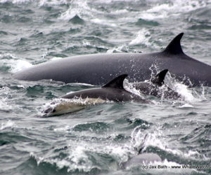 12 April 2017 | Marine Big 5 Tours