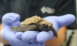 Look out for stranded turtles