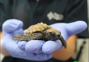 Look out for stranded turtles