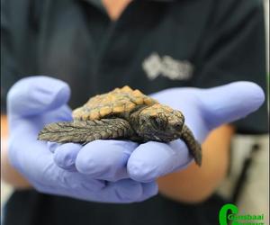 Look out for stranded turtles