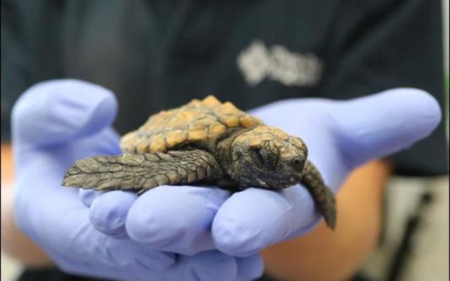 GansbaaiLookOutForStrandedTurtles