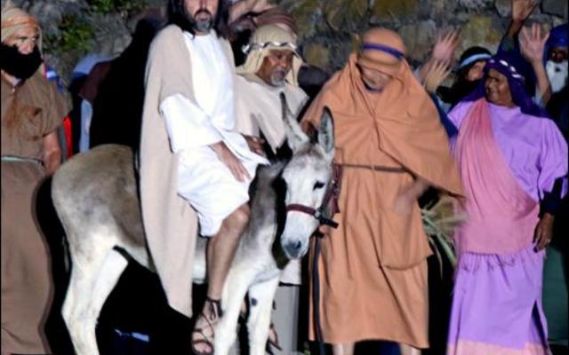 Dora, die eens gedoemde donkie, stap Jerusalem binne met Jesus op haar rug tydens Hermanus se passiespele op Goeie Vrydag. 