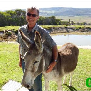 Dora, die eens gedoemde donkie van Baardskeerdersbos, staan rustig by haar eienaar, Wynand Hamman, nadat sy as ‘toneelspeler’ by Hermanus se passiespele opgetree het.