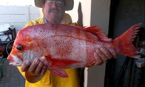 Rooistomp uit Joubert se Dam