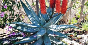 Barryale In Bloom 2017