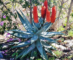 Barryale In Bloom 2017