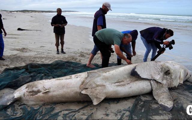 The DICT team under supervising of Alison Towner, white shark biologist, immediately started with the necessary investigation and measurements on the great white shark found on the beach in Franskraal on the 3rd of May 2017. The DICT team under supervising of Alison Towner, white shark biologist, immediately started with the necessary investigation and measurements on the great white shark found on the beach in Franskraal on the 3rd of May 2017.