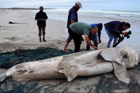 The  DICT  team  under  supervising  of Alison Towner,  white  shark biologist, immediately started with the necessary investigation and measurements on the great white shark found on the beach in Franskraal on the 3rd of May 2017.