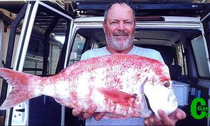 Mooi rooistomp uitgetrek