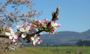 Curious Destinations in Villiersdorp