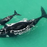 De Hoop Whales