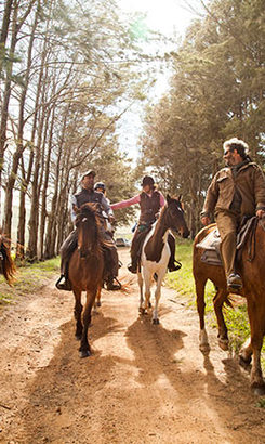 african_horse_company5